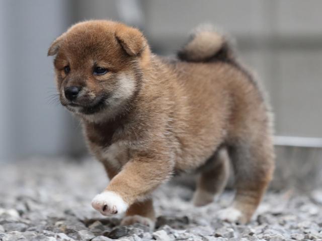 AI5I3531-puppy AI5I3531-puppy
