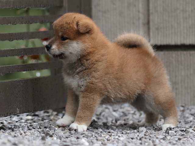 AI5I3561-puppy AI5I3561-puppy