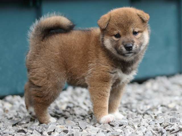 AI5I3573-puppy AI5I3573-puppy