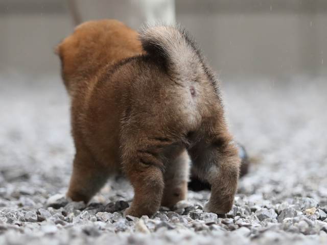 AI5I3589-puppy AI5I3589-puppy