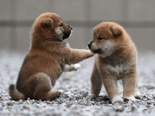 AI5I3598-puppy AI5I3598-puppy