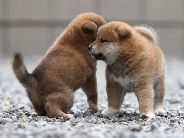 AI5I3603-puppy AI5I3603-puppy