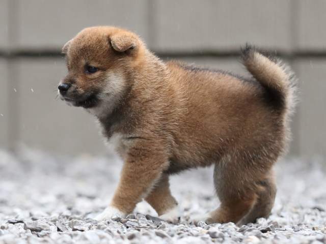 AI5I3619-puppy AI5I3619-puppy