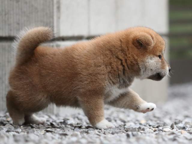 AI5I3633-puppy AI5I3633-puppy