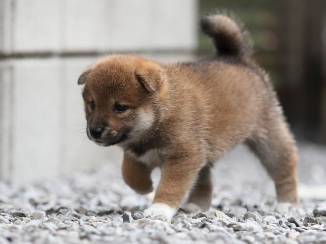 AI5I3641-puppy AI5I3641-puppy