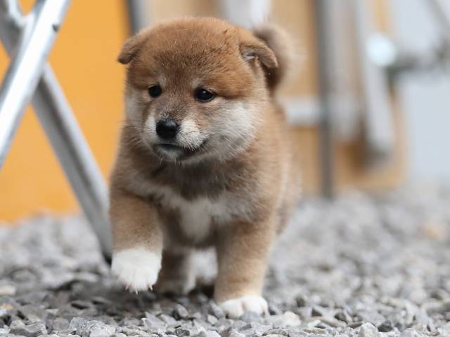 AI5I3694-puppy AI5I3694-puppy