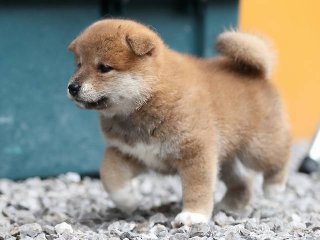 AI5I3712-puppy AI5I3712-puppy