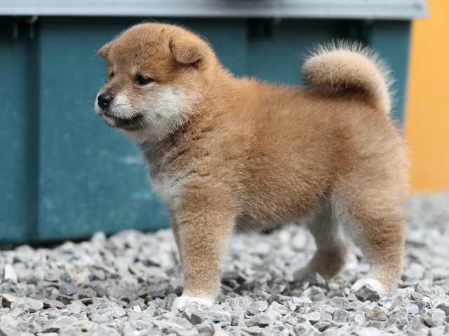 AI5I3723-puppy AI5I3723-puppy