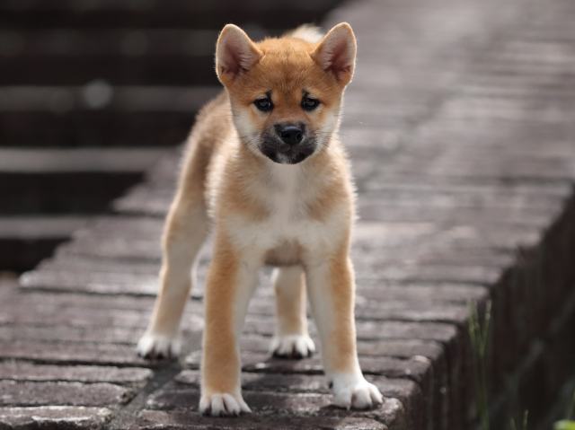 AI5I3876-puppy AI5I3876-puppy