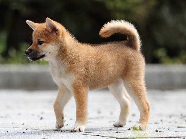 AI5I3923-puppy AI5I3923-puppy