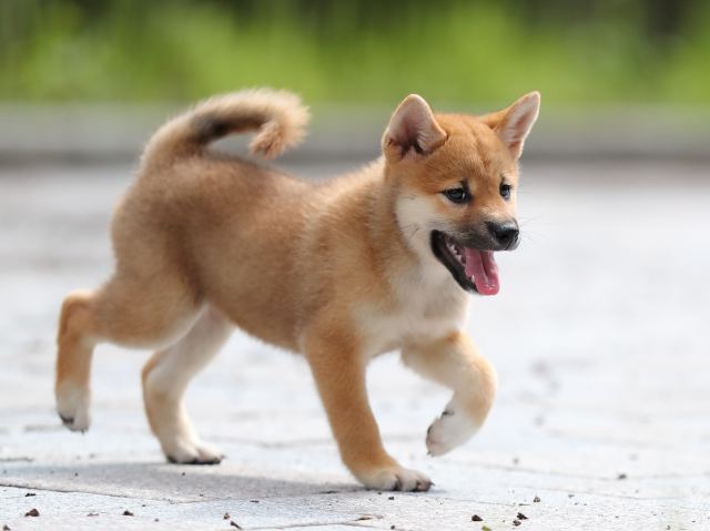 AI5I3941-puppy AI5I3941-puppy