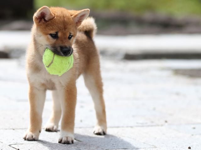 AI5I3985-puppy AI5I3985-puppy