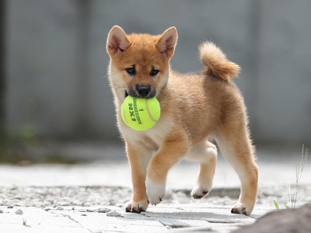 AI5I4071-puppy AI5I4071-puppy