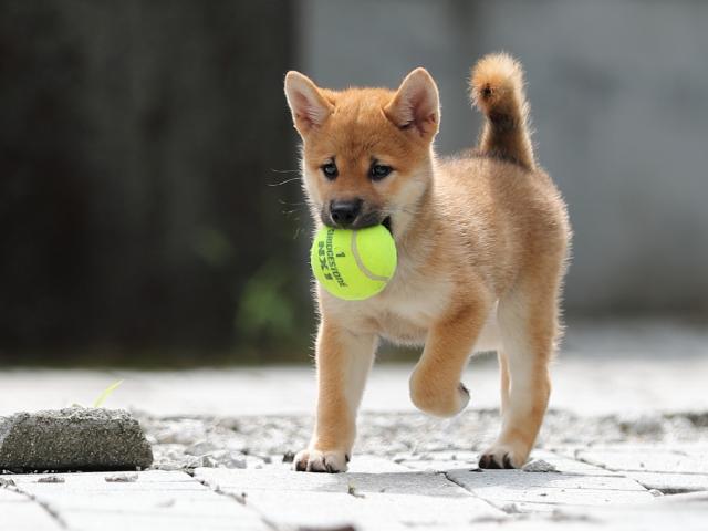 AI5I4075-puppy AI5I4075-puppy
