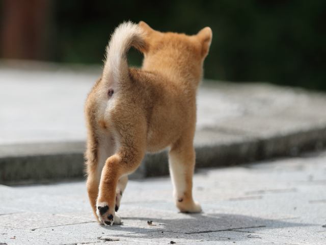 AI5I4164-puppy AI5I4164-puppy