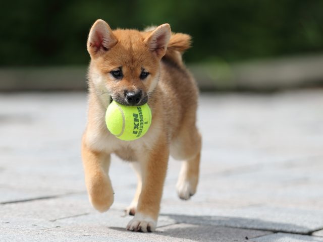 AI5I4169-puppy AI5I4169-puppy
