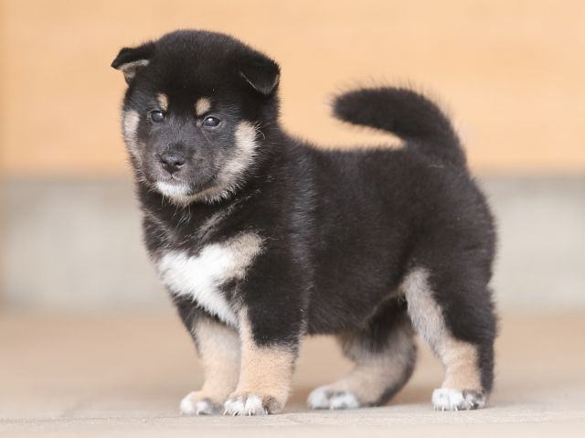 AI5I4589-puppy AI5I4589-puppy
