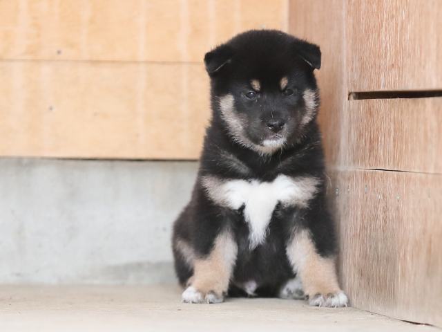 AI5I4600-puppy AI5I4600-puppy