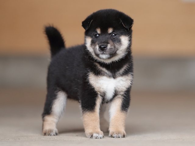 AI5I4607-puppy AI5I4607-puppy