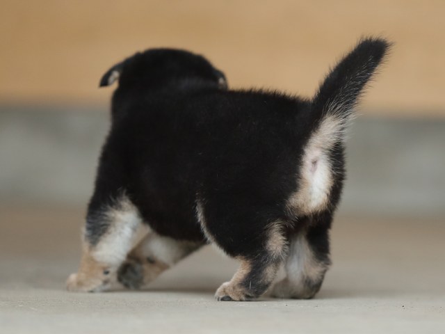 AI5I4621-puppy AI5I4621-puppy