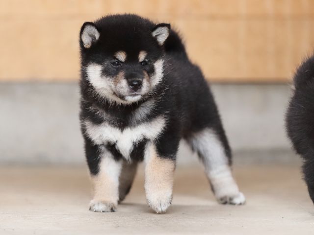 AI5I4641-puppy AI5I4641-puppy