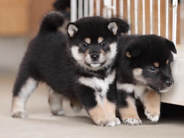 AI5I4658-puppy AI5I4658-puppy