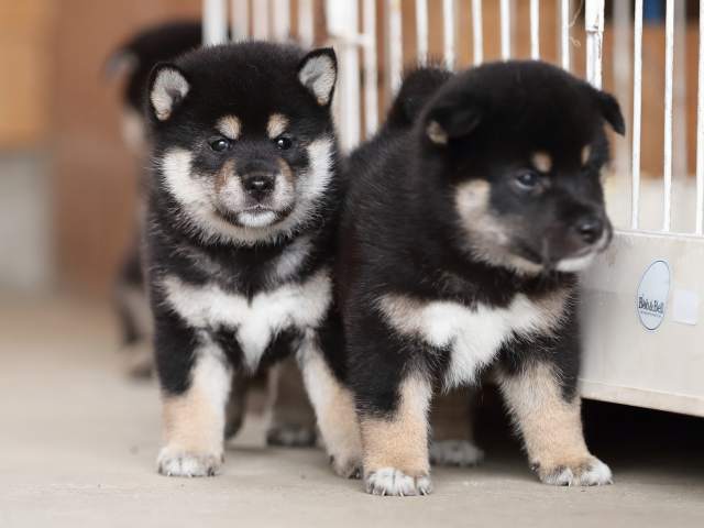 AI5I4663-puppy AI5I4663-puppy
