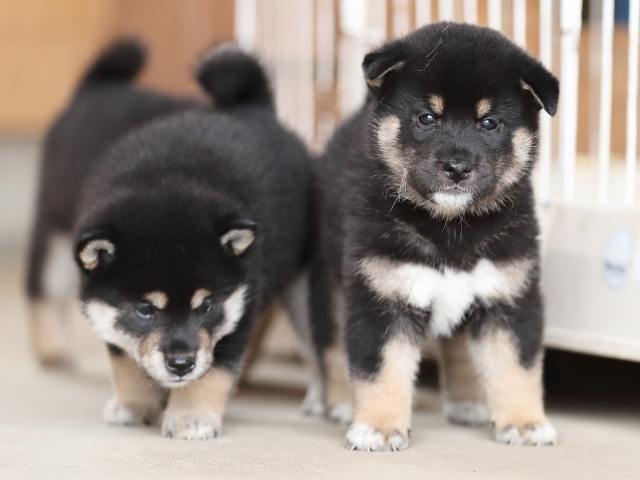 AI5I4664-puppy AI5I4664-puppy