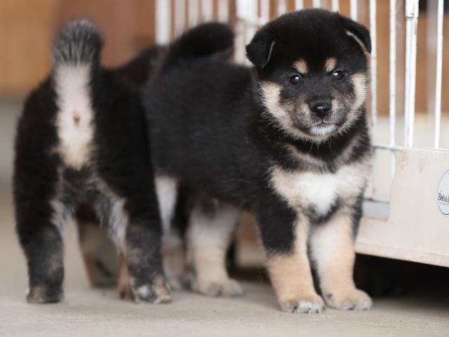 AI5I4668-puppy AI5I4668-puppy