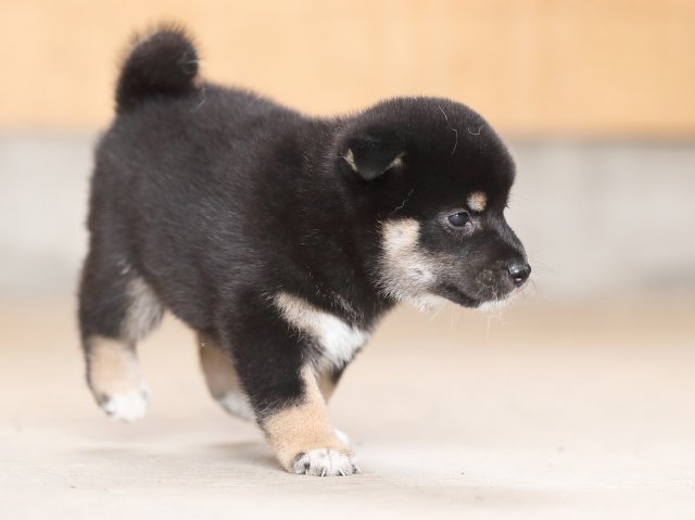 AI5I4670-puppy AI5I4670-puppy