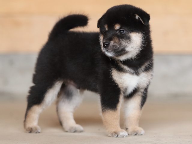 AI5I4713-puppy AI5I4713-puppy