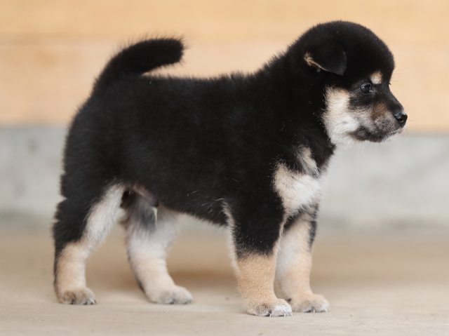 AI5I4716-puppy AI5I4716-puppy