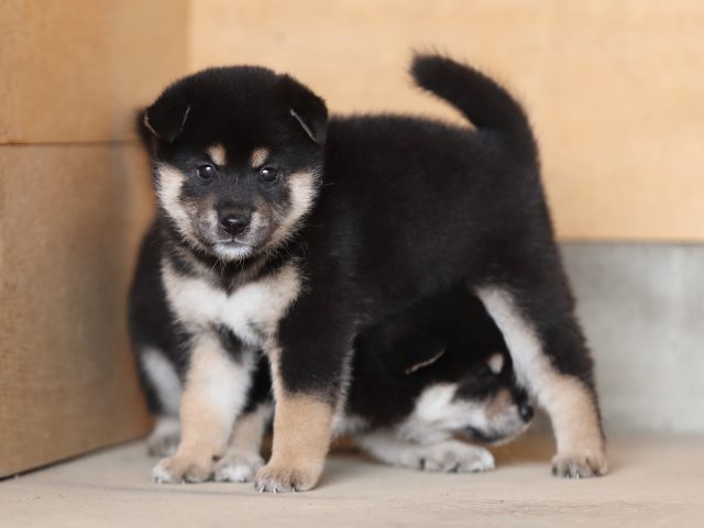 AI5I4724-puppy AI5I4724-puppy