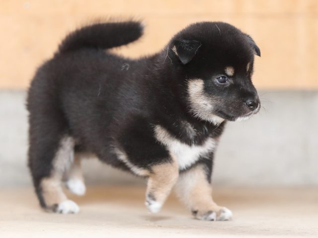 AI5I4733-puppy AI5I4733-puppy
