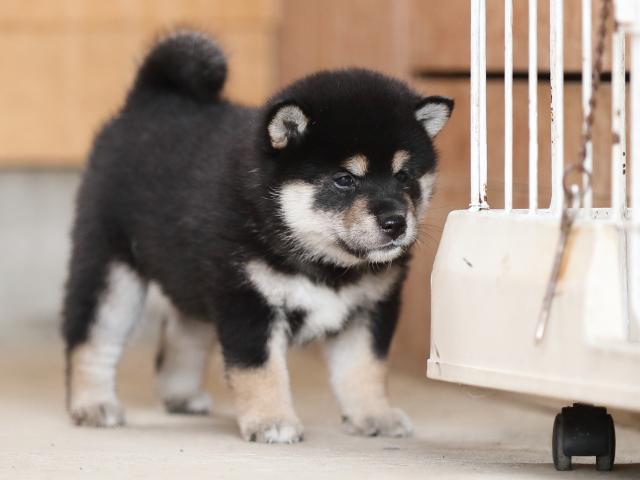 AI5I4806-puppy AI5I4806-puppy