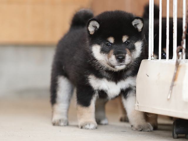 AI5I4815-puppy AI5I4815-puppy