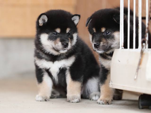 AI5I4823-puppy AI5I4823-puppy