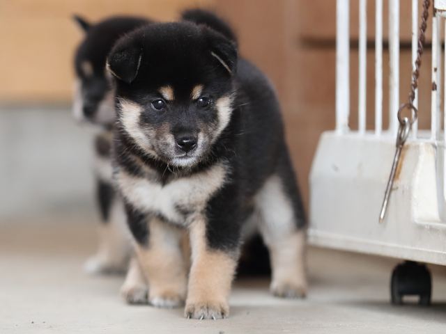 AI5I4829-puppy AI5I4829-puppy