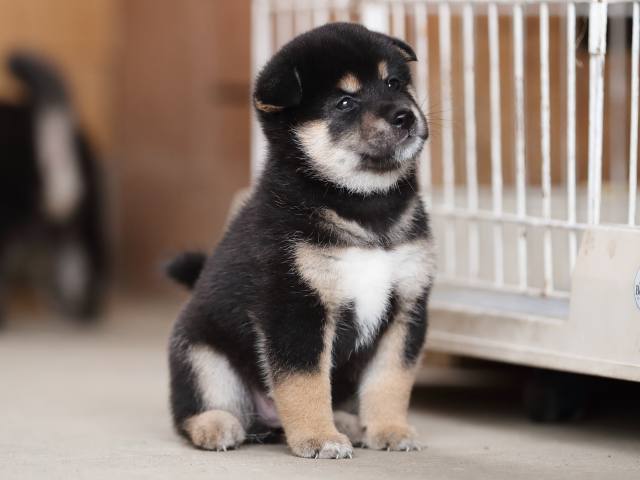 AI5I4853-puppy AI5I4853-puppy