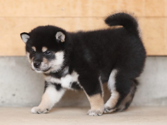 AI5I4859-puppy AI5I4859-puppy