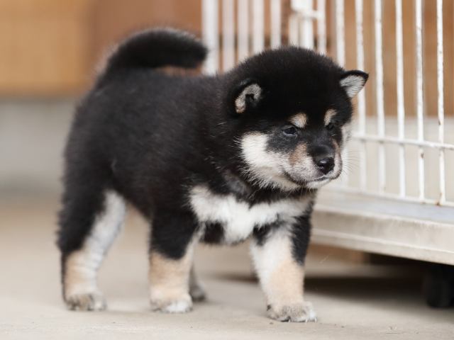 AI5I4877-puppy AI5I4877-puppy