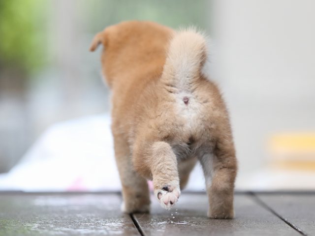 AI5I4930-puppy AI5I4930-puppy
