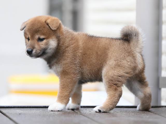 AI5I4934-puppy AI5I4934-puppy