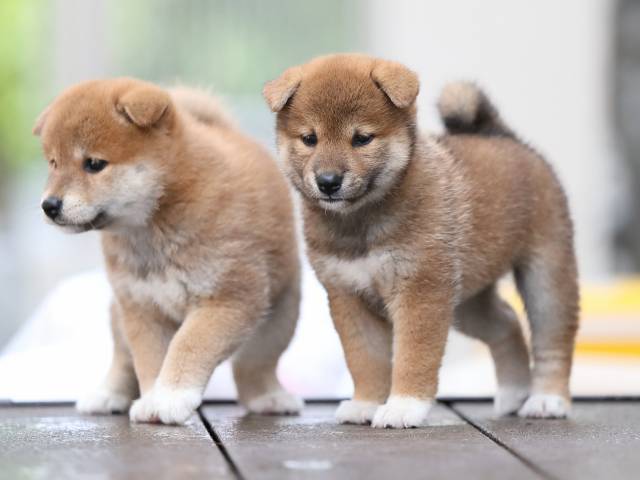 AI5I4957-puppy AI5I4957-puppy