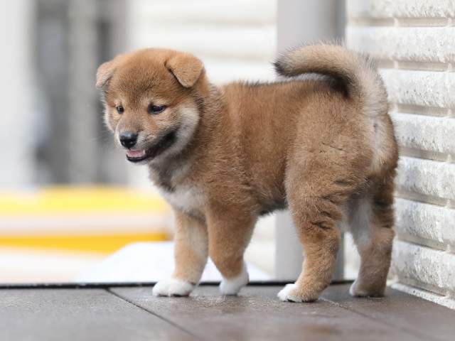 AI5I4999-puppy AI5I4999-puppy