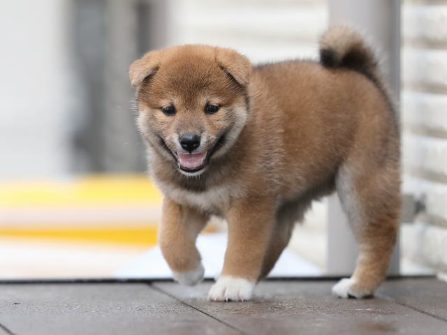 AI5I5003-puppy AI5I5003-puppy