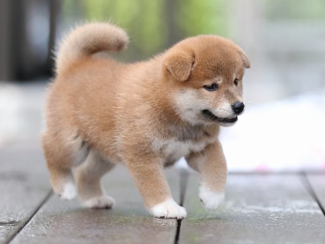 AI5I5055-puppy AI5I5055-puppy