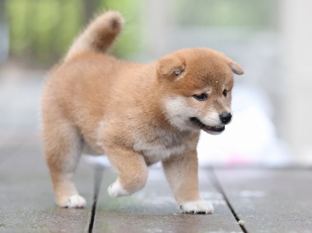 AI5I5057-puppy AI5I5057-puppy