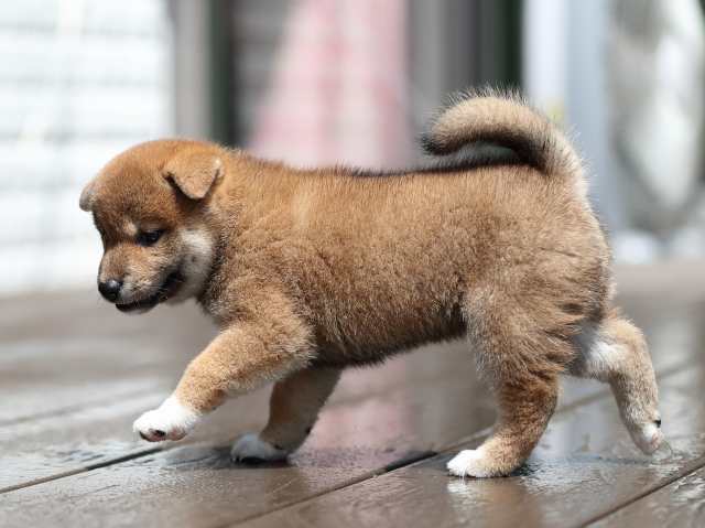 AI5I5090-puppy AI5I5090-puppy
