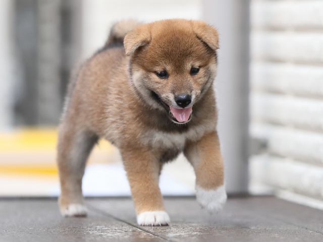 AI5I5114-puppy AI5I5114-puppy